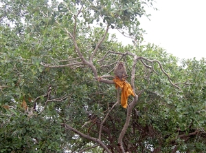 Thailand - Hua Hin Monkey Island mei 2009 (21)