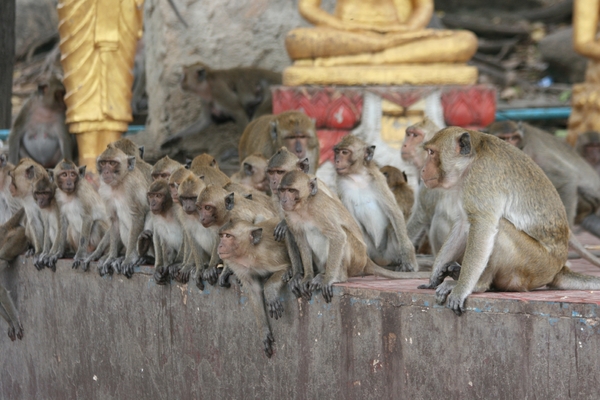 Thailand - Hua Hin Monkey Island mei 2009 (34)