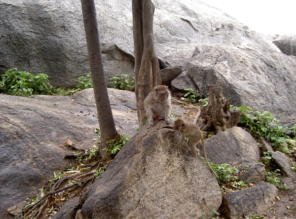 Thailand - Hua Hin Monkey Island mei 2009 (41)