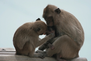 Thailand - Hua Hin Monkey Island mei 2009 (44)