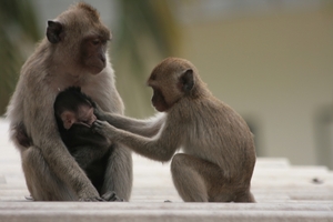 Thailand - Hua Hin Monkey Island mei 2009 (45)