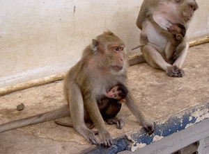 Thailand - Hua Hin Monkey Island mei 2009 (46)