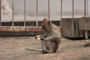 Thailand - Hua Hin Monkey Island mei 2009 (47)