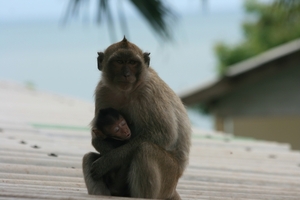 Thailand - Hua Hin Monkey Island mei 2009 (48)