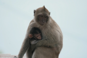 Thailand - Hua Hin Monkey Island mei 2009 (49)