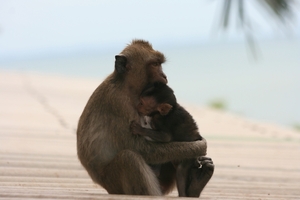 Thailand - Hua Hin Monkey Island mei 2009 (50)