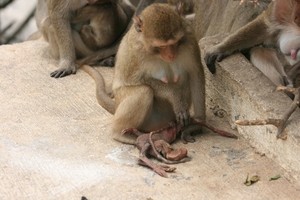 Thailand - Hua Hin Monkey Island mei 2009 (52)