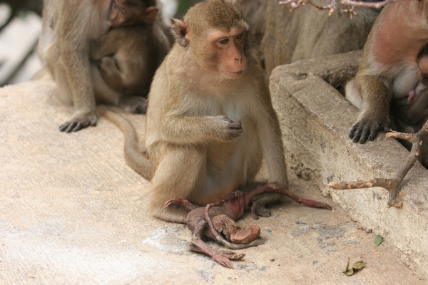 Thailand - Hua Hin Monkey Island mei 2009 (53)