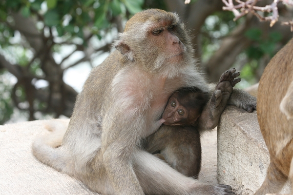 Thailand - Hua Hin Monkey Island mei 2009 (55)