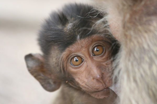 Thailand - Hua Hin Monkey Island mei 2009 (56)