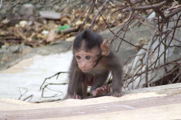 Thailand - Hua Hin Monkey Island mei 2009 (57)