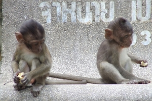 Thailand - Hua Hin Monkey Island mei 2009 (58)