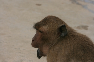 Thailand - Hua Hin Monkey Island mei 2009 (59)