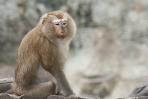 Thailand - Hua Hin Monkey Island mei 2009 (60)