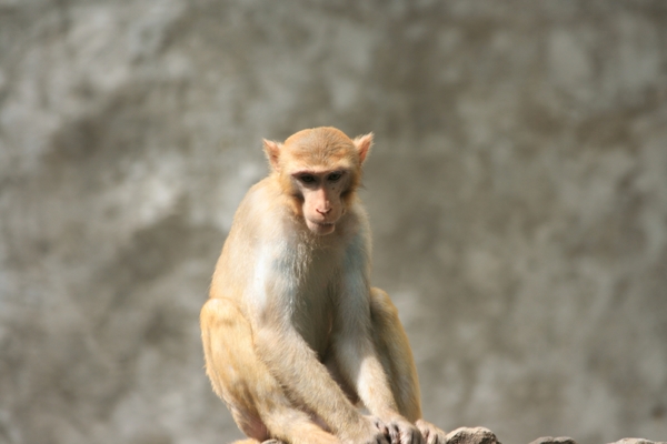 Thailand - Hua Hin Monkey Island mei 2009 (61)