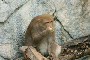 Thailand - Hua Hin Monkey Island mei 2009 (62)