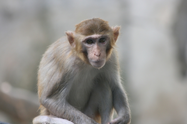 Thailand - Hua Hin Monkey Island mei 2009 (63)