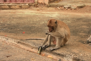 Thailand - Hua Hin Monkey Island mei 2009 (64)