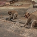 Thailand - Hua Hin Monkey Island mei 2009 (65)