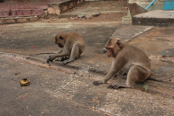 Thailand - Hua Hin Monkey Island mei 2009 (65)