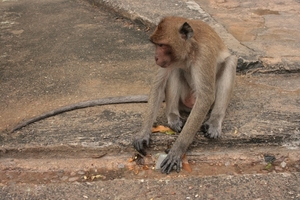 Thailand - Hua Hin Monkey Island mei 2009 (66)