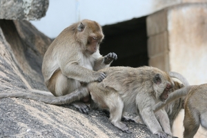 Thailand - Hua Hin Monkey Island mei 2009 (67)