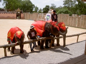 Thailand - Hua Hin -Cha-am  elephant show mei 2009 (1)