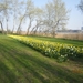 stroboeren wandeling 26-3-2011 linkeroever 051