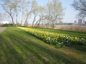 stroboeren wandeling 26-3-2011 linkeroever 051