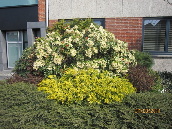 stroboeren wandeling 26-3-2011 linkeroever 067