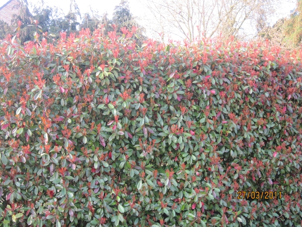 stroboeren wandeling 26-3-2011 linkeroever 071