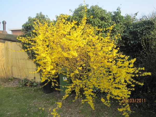 stroboeren wandeling 26-3-2011 linkeroever 077