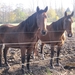 Turnhout Zevendonk 11-11-2012 094