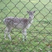 Turnhout Zevendonk 11-11-2012 132