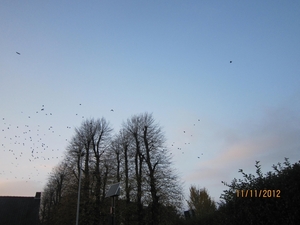 Turnhout Zevendonk 11-11-2012 190