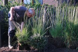 aanplant stal dessel aug 2012 003