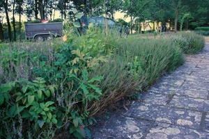 aanplant stal dessel aug 2012 009