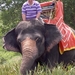 Thailand - Hua Hin - Cha-am  elephant ride mei 2009 (14)