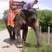 Thailand - Hua Hin - Cha-am  elephant ride mei 2009 (19)