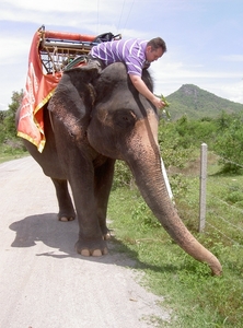 Thailand - Hua Hin - Cha-am  elephant ride mei 2009 (21)