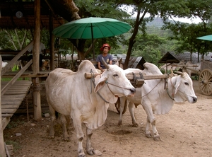 Thailand - Chiang mai - a ride on an elephant in Elephant nature