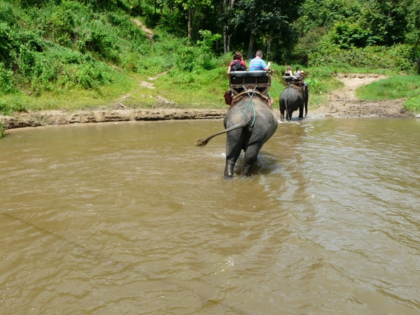 Thailand - Chiang mai - a ride on an elephant in Elephant nature