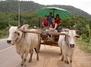 Thailand - Chiang mai - a ride on an elephant in Elephant nature