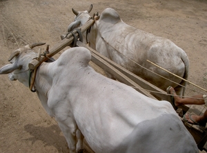 Thailand - Chiang mai - a ride on an elephant in Elephant nature