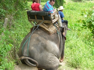 Thailand - Chiang mai - a ride on an elephant in Elephant nature