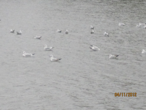 Ingelmunster met club 76 4-11-2012 015