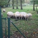 Ingelmunster met club 76 4-11-2012 065