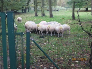 Ingelmunster met club 76 4-11-2012 065