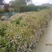Ingelmunster met club 76 4-11-2012 091