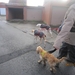 Ingelmunster met club 76 4-11-2012 133